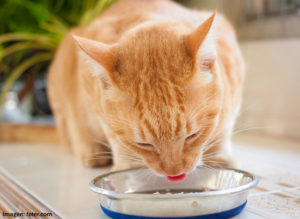 Fotografía de gato alimentándose